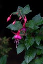 Pink Fuchsia