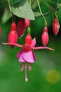 Pink fuchsia flower