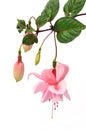 Pink fuchsia flower isolated on white Royalty Free Stock Photo