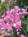 The pink fuchsia flower, scientifically known as Fuchsia hybrida, is a captivating and elegant flowering plant.