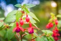 Pink Fuchsia magellanica flowers on green tree background Royalty Free Stock Photo