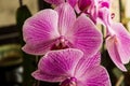 Pink fuchsia orchids