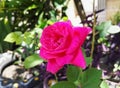 Pink fuchsia rose flower, big petals in a wild garden. Love, romance, passion.