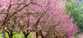 Pink full bloom Japanese cherry blossom or Sakura flowers. Royalty Free Stock Photo