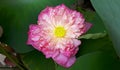Pink full bloom lotus