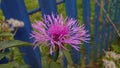 Pink fully bloomed garden flower close up