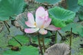 Pink fully grown lotus