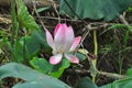 Pink fully grown lotus