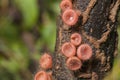 Pink fungi cup or Cookeina tricholoma mushroom ,or Champagne mus Royalty Free Stock Photo