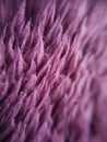Pink fure closeup Royalty Free Stock Photo