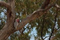 A Pink Galah Bird feeding its Chick Royalty Free Stock Photo