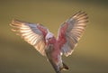 Pink galah Royalty Free Stock Photo