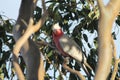 Pink Galah Parrot on a Gumtree Royalty Free Stock Photo