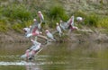 Pink galahs drinking at a waterhole. Royalty Free Stock Photo