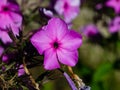 Pink garden Annual phox or Phlox drummondii flowers at flowerbed close-up, selective focus, shallow DOF Royalty Free Stock Photo