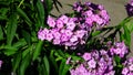 Pink garden Annual phox or Phlox drummondii flowers at flowerbed close-up, selective focus, shallow DOF Royalty Free Stock Photo