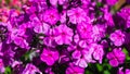 Pink garden Annual phox or Phlox drummondii flowers at flowerbed close-up, selective focus, shallow DOF Royalty Free Stock Photo