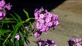 Pink garden Annual phox or Phlox drummondii flowers at flowerbed close-up, selective focus, shallow DOF Royalty Free Stock Photo