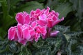 Pink Garden Bouquet