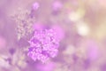 Pink garden carnations on a gentle background.