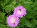 Pink garden cornflower and bee Royalty Free Stock Photo