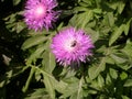 Pink garden cornflower and bee Royalty Free Stock Photo