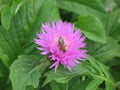 Pink garden cornflower and bee Royalty Free Stock Photo