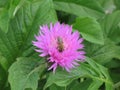Pink garden cornflower and bee Royalty Free Stock Photo