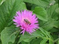 Pink garden cornflower and bee Royalty Free Stock Photo
