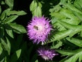 Pink garden cornflower and bee Royalty Free Stock Photo