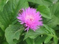 Pink garden cornflower and bee Royalty Free Stock Photo