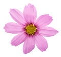 Pink garden cosmos Royalty Free Stock Photo