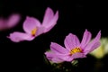 Pink garden cosmos flowers on a black background Royalty Free Stock Photo