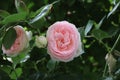 Beautiful pink garden english roses.