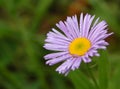 Pink Fleabane with Water Droplets Royalty Free Stock Photo
