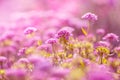 Pink garden flowers on a beautiful background. Small pink flowers in the open air.