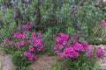 Pink garden flowers Phlox Subulata creeping climbing plant on stones in the garden. Summer sunny day