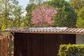 Pink garden full bloom cherry blossom. Royalty Free Stock Photo