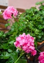 Pink garden geranium flowers in pot , close up shot / geranium f
