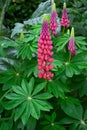 Pink Garden Lupin blooming Royalty Free Stock Photo