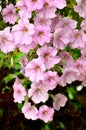 Pink Garden Petunia