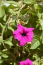 Pink garden petunia