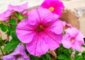 Close up of pink Petunia flower (Petunia Hybrida). Summer garden background. Pink garden petunia flower in a Pot Royalty Free Stock Photo