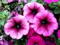 Pink garden Petunia flowers close up on a green background.