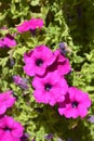 Pink garden petunia