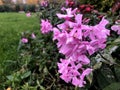 Pink garden phlox Phlox paniculata blooming in the autumn garden, old flower, close up with blurred background Royalty Free Stock Photo