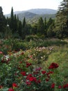 Pink garden with red, pink and orange flowers against the background of tall coniferous trees, distant green mountains