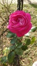 Pink garden rose in full bloom on a sunny autumn day Royalty Free Stock Photo