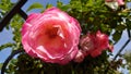 Pink garden rose in full bloom on a sunny autumn day Royalty Free Stock Photo