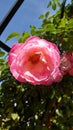 Pink garden rose in full bloom on a sunny autumn day Royalty Free Stock Photo